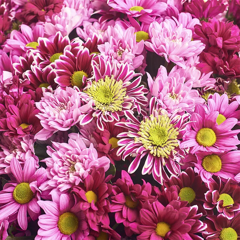 Букет из 11 кустовых хризантем